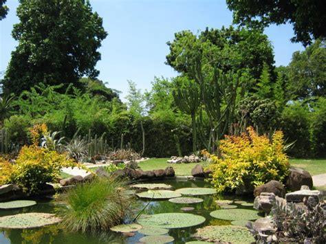   Jardim Botânico do Rio de Janeiro: Một ốc đảo xanh giữa lòng thành phố sôi động!