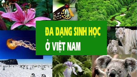  Vườn Quốc Gia Hồng Hà: Thiên Đường Đa Dạng Sinh Học Và Hành Trình Phát Hiện Khám Phá