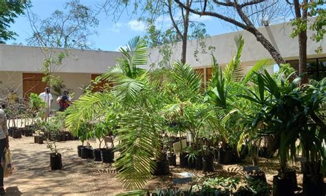 Jardín Botánico de Yucatán: Một thiên đường xanh tươi với đa dạng sinh học phong phú!