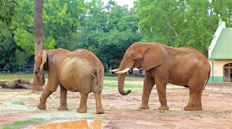  Vườn Bách Thú Pretoria: Thiên Đường Động Vật Lớn Nhất Châu Phi!